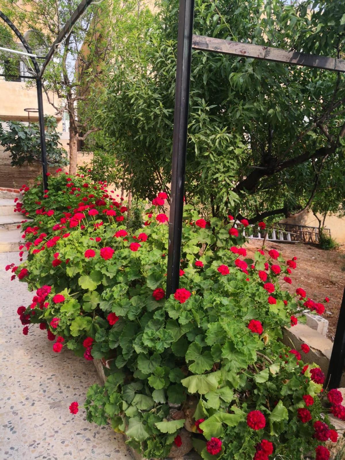 White Tulips Apartment الزنبقة البيضاء جرش المظهر الخارجي الصورة